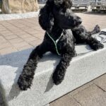 Cockerpoo - grundtrænet og renlig