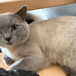 British short hair til salg