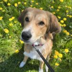 🐾 Sød og social familiehund søger nyt hjem med ro og plads