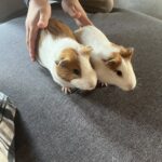 2 Pige marsvin : mor og datter , muligvis med unger søger nyt hjem) Mor er 1 år gammel og datter er 4 måneder gammel) Tlnr 50656889