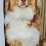 1 år gammel Aussie søger nyt hjem