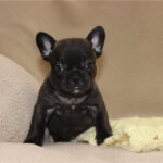 Legesyg lille fransk bulldog-dreng