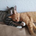 Ni-Liv Gismo og Bob ;)