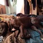 Vidunderlige Bella venter på dig 🐕