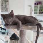 Min elskede kat savnet. Søger hjælp af sporhund