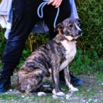 🐾 Lucia søger sit for-evigt-hjem 🐾