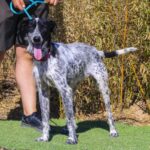 🐾 Palermo søger et aktivt og kærligt hjem 🐾