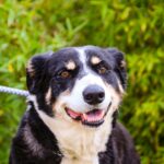 🐾 Giuseppe – den blide dreng med det store hjerte 🐾