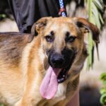 🐾 Bruno – den glemte hvalp, der nægter at give op 🐾