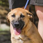 🐾 Beau – den lille optimist, der nægtede at give op 🐾