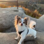 Chihuahua Hund