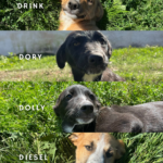 DOLLY, DORY, DRINK & DIESEL