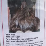 Savnet kat – søger hjælp fra sporhund til at finde Jesse