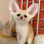 Rene 4 Fennec-ræve (9 uger gamle)