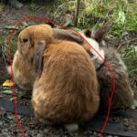 Efterlysning af Kanin