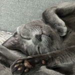 Skøn Russian Blue med behov for mere udeliv