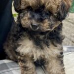 DværgPuddelblanding