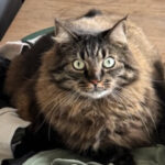 Pjuske er forsvundet