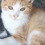 3 søde kattekillinger søger et nyt hjem