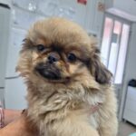 PEKINGESER-LIGNENDE HVALPE