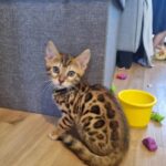 bengal kitty