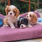 Cavalier King Charles (Sundhedstestet)