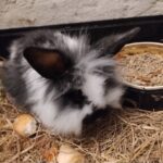 Nuttet og tam kanin han gives bort -HASTER