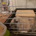 3 søde gnavere har brug for et nyt hjem.