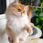 British Longhair – Stamtavle