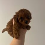 Smukke røde toy puddelhvalpe.