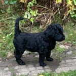 6 uger - labradoodle hvalpe - kun få tilbage - klar til juleferien