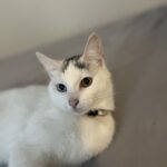 Tyrkisk van (hunkat)