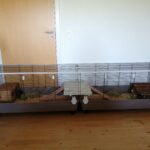 Dobbelt Kanin/Marsvinebur