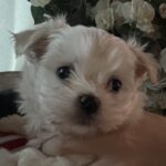 2. skønne hanhvalpe søger kærlige hjem fra d.16 november