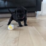 Skønne blandings hvalpe til salg