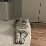 Dejlig kat søger et kærligt hjem