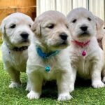 Golden Retriever hvalpe