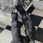 2 søde sorte inde katte søger ny hjem