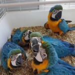 Super tamme BNG Ara-unger