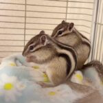 4 dejlige baby-jordegern til salg