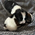 Shih Ton - Coton tzu