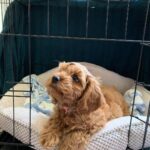 Cavalier King Charles Spaniel -/Puddel (cavapoo) tæve