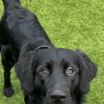 Søger ny bedste ven