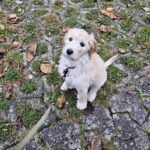 🩷 Kærligt og aktivt hjem søges til Zoey 🩷