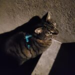 Gråstribet kat med lyseblå sele