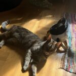 Stor hun kat (Bailey) gråstribet med rød