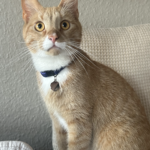 DIego søger ny madmor/far