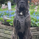 Cane Corso 3 år