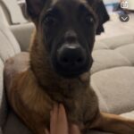 Belgisk malinois - kærlig han på 7 måneder