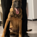Belgisk malinois